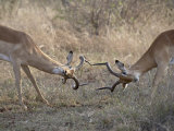 Buy Two Male Impala Sparring, Kruger National Park, South Africa, Africa at AllPosters.com