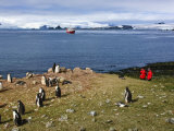 Exploring Gentoo Penguin Colony, Aitcho Islands, Antarctica, Polar Regions