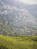 Happy Valley Tea Estate, Darjeeling, West Bengal, India, Asia