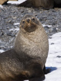 Fur Seals at Brown Bluff, Antarctic Peninsula, Antarctica, Polar Regions
