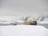Leopard Seal on Ice, Near Yalour Island, Antarctic Peninsula, Antarctica, Polar Regions