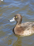 Tufted Duck on a Pond, Hampstead Heath, London, England, United Kingdom, Europe