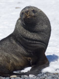 Fur Seal at Brown Bluff, Antarctic Peninsula, Antarctica, Polar Regions