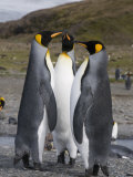 King Penguins, St. Andrews Bay, South Georgia, South Atlantic