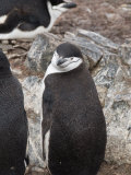 Chinstrap Penguins, Hannah Point, Livingstone Island, South Shetland Islands, Polar Regions
