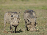 Two Warthog, Addo Elephant National Park, South Africa, Africa