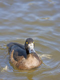 Buy Tufted Duck on a Pond, Hampstead Heath, London, England, United Kingdom, Europe at AllPosters.com
