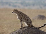 Cheetah Sitting on an Old Termite Mound, Masai Mara National Reserve