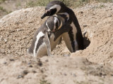 Magellanic Penguins, Valdes Peninsula, Patagonia, Argentina, South America