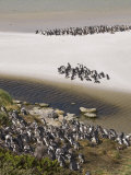 Magellanic Penguins, Yorke Bay, Port Stanley, Falkland Islands, South America