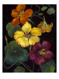 Buy Midnight Bloom IV at AllPosters.com