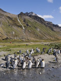 King Penguins, Moltke Harbour, Royal Bay, South Georgia, South Atlantic