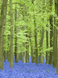 Spring Bluebells in Beech Woodland, Dockey Woods, Buckinghamshire