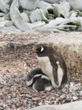 Gentoo Penguin with Young Chicks, Jougla Point Near Port Lockroy, Antarctic Peninsula