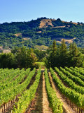 Grape Vines in Northern California Near Mendocino