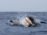 Great White Shark, Breaching, Seal Island, False Bay, Cape Town Photographic Print