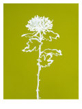 Chrysanthemum I