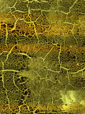 Buy Abstract Image in Green and Brown at AllPosters.com
