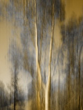 Composited Image of Trees