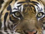 Close-Up of a Tiger