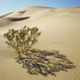 Buy Ibex Dunes, Creosote Bush, Larrea Tridentata, in Sand Dunes, Death Valley National Park, California at AllPosters.com