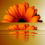 Gerbera Flower as Rising Sun