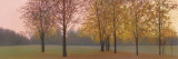 Autumn Dawn, Maples