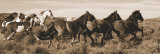 Wild Horses