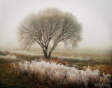 Tranquility I