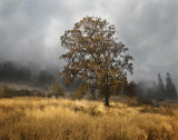 Field of Gold