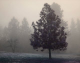 Silent Night