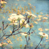 Buy Dogwood II at AllPosters.com