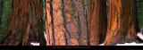 Californian Redwood Trees, California