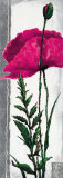 Buy Poppy Bloom II at AllPosters.com