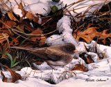 Winter Junco