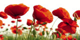 Poppy Blossoms