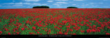 Cotswolds, Field of Poppies