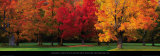 Maple Trees in Autumn, White Mountains, New Hampshire