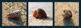 Buy Coquillages sur la Sable at AllPosters.com