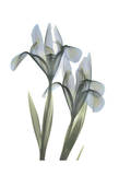 Japanese Iris
