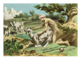 Buy Ancient Greek Sodomising a Goat, plate XVII from 'De Figuris Veneris' by F.K. Forberg, pub. 1900 at AllPosters.com
