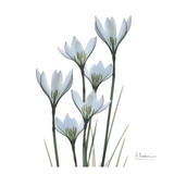 Buy White Rain Lily III at AllPosters.com