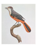 Buy Orange Jay at AllPosters.com