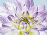 Dahlia in Teal I