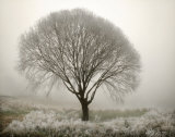 Tranquility II