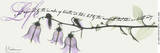 Life: Campanula