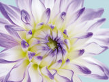 Dahlia in Teal II