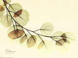 Buy Sage Eucalyptus Leaves II at AllPosters.com