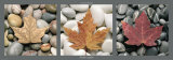 Buy Feuilles et Galets at AllPosters.com