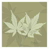 Color Me Maple Green I